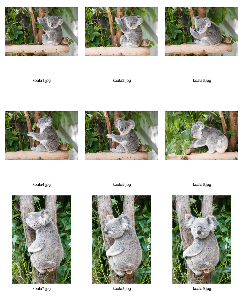 Contact Sheets: Adobe Bridge Tutorial