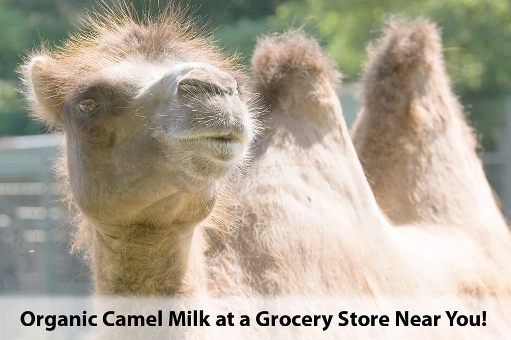 camel done