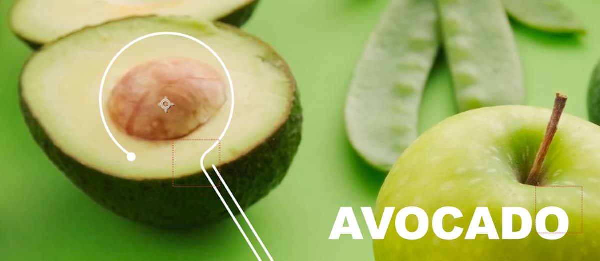 avocado 02
