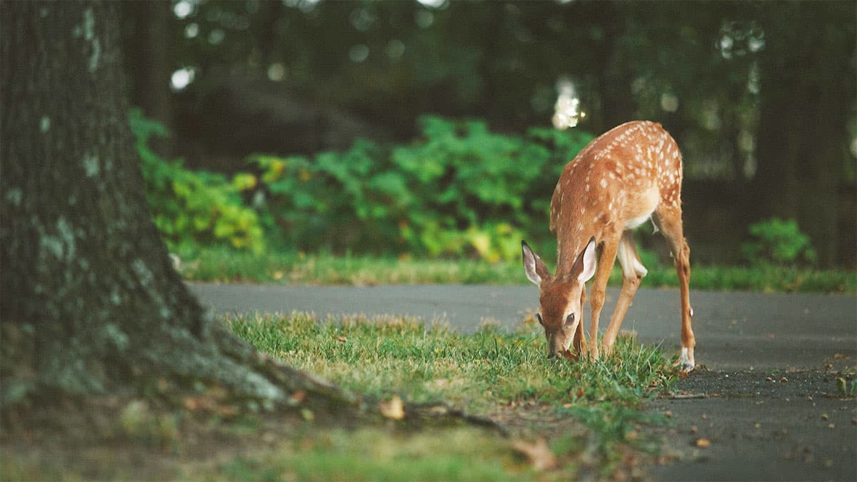 deer preview