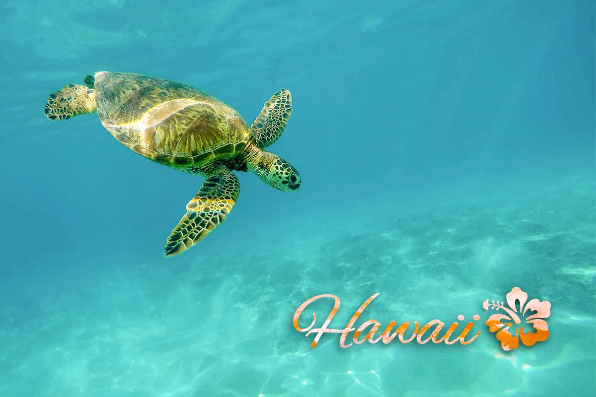 preview clipping masks hawaii