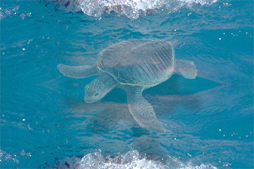 water and turtle